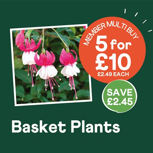 5 for £10 Basket Plants