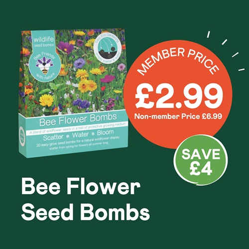 Bee Flower Seed Bombs