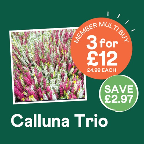 Calluna Trio