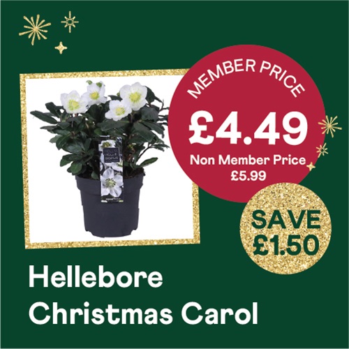Hellebore Christmas Carol