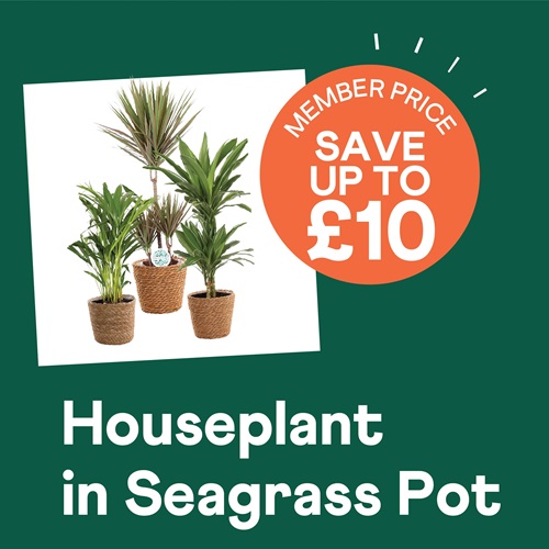 Houselant in Seagrass Pot